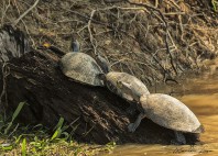 Rurrenabaque 