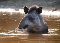 Rurrenabaque 