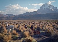 Parc national de Sajama 