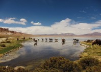Salar de Tara 
