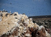 îles Ballestas 