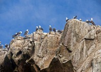 îles Ballestas 