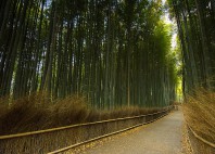 Arashiyama 