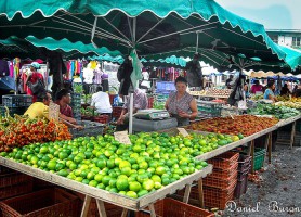 Cacao : une ville mystérieuse à la biodiversité fascinante