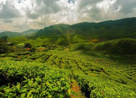 Cameron Highlands : découvrez des paysages sublimes