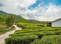 Cameron Highlands 