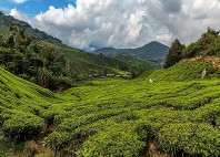 Cameron Highlands 