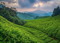 Cameron Highlands 