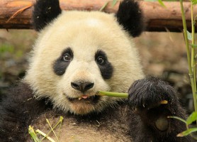 Sanctuaires des Pandas géants : une réserve unique en son genre !
