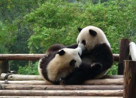 Sanctuaires des Pandas géants 