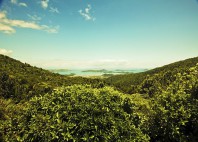 Coromandel 