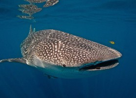 Côte de Ningaloo : sur les traces des requins-baleines