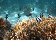 Côte de Ningaloo 