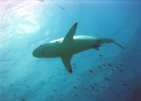Côte de Ningaloo 