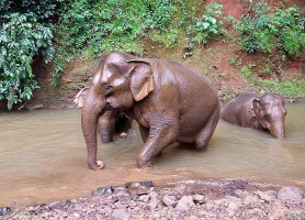 Elephant Valley Project : un vaste projet pour découvrir les éléphants
