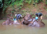 Elephant Valley Project 