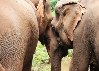 Elephant Valley Project 