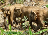 Elephant Valley Project 