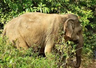 Elephant Valley Project 