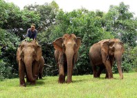 Elephant Valley Project 