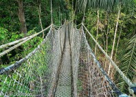 Forêt Iwokrama 