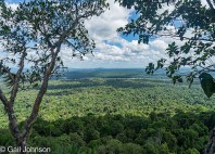 Forêt Iwokrama 