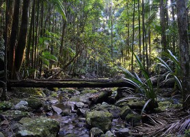 Forêts humides Gondwana : une constellation de merveilles