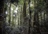 Forêts humides Gondwana 