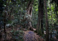 Forêts humides Gondwana 