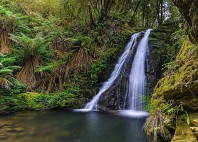 Forêts humides Gondwana 