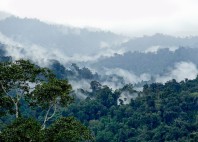 Gibbon Experience 