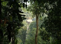 Gibbon Experience 
