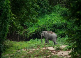Huai Kha Khaeng : un paradis sauvage sur terre