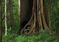 Huai Kha Khaeng 