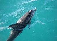 Kaikoura 
