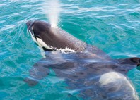 Kaikoura 