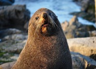 Kaikoura 