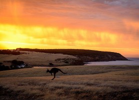 Kangaroo Island : le paradis australien !