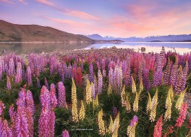 Lac Tekapo : l’éblouissant lac qui vous inspire