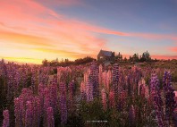 Lac Tekapo 
