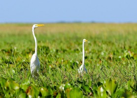 Les Llanos : les magnifiques plaines aux multiples ressources