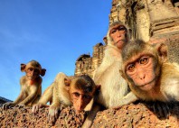 Lopburi 