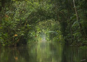 Marais de Kaw : la plus grande réserve naturelle française