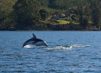Marlborough Sounds 