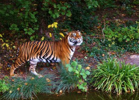 Parc national Gunung Leuser : le sympathique refuge de la biodiversité