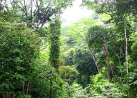 Parc national Henri Pittier 