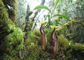 Parc national Kerinci Seblat : une réserve bien particulière