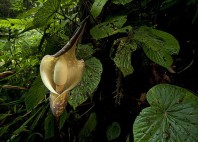 Parc national Kerinci Seblat 