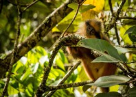 Parc national Kerinci Seblat 