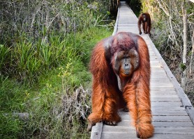 Parc national Tanjung Puting : le précieux sanctuaire des primates